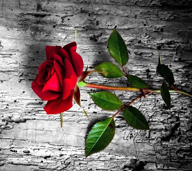 Para ti, flores, amor, naturaleza, rosas, especial, san valentín, Fondo de  pantalla HD | Peakpx