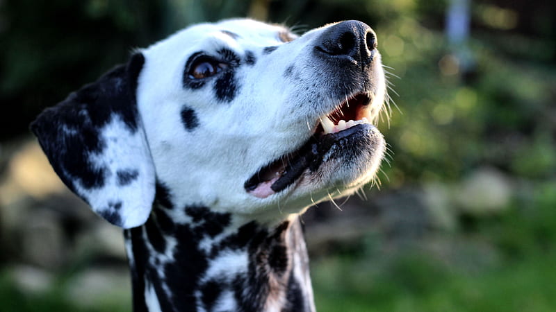 Dalmatian Head Shot head, bonito, pets, canine, animal, graphy, wide screen, dalmatian, dogs, HD wallpaper