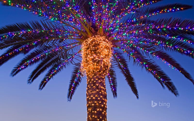 Christmas lights in a palm tree at a winery, Temecula Valley, California, USA - Bing, HD wallpaper