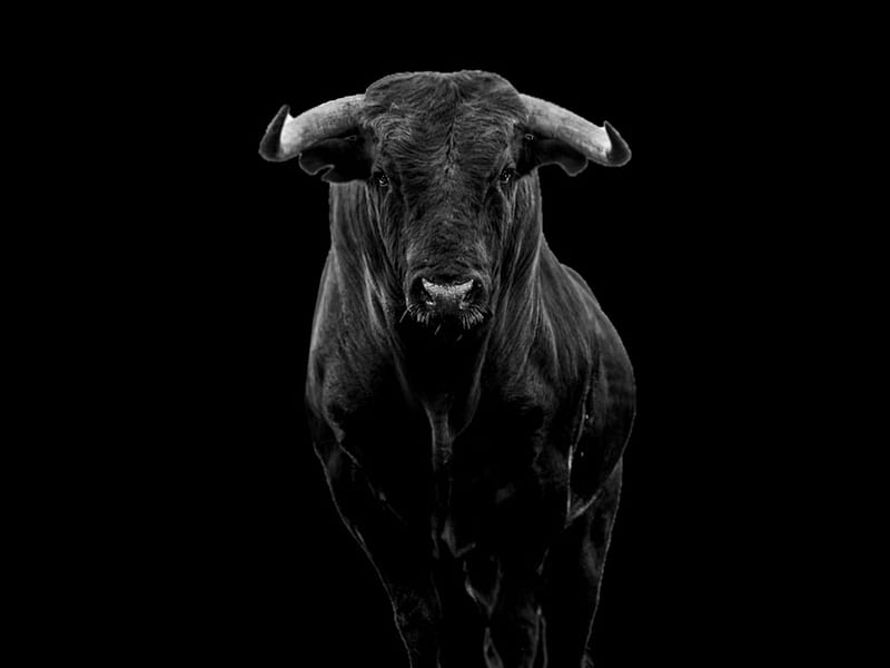 HD spanish bull wallpapers | Peakpx