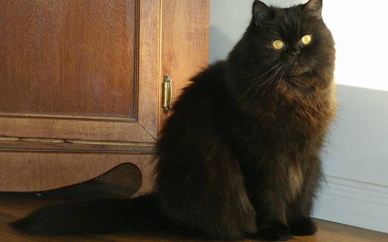 Black Persian Cat, HD wallpaper