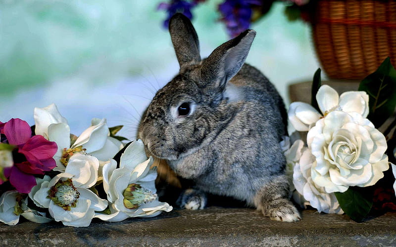 Chinchilla grey rabbit, cute, rabbit, ears, gris, flowers, colour, chinchilla, animal, HD wallpaper