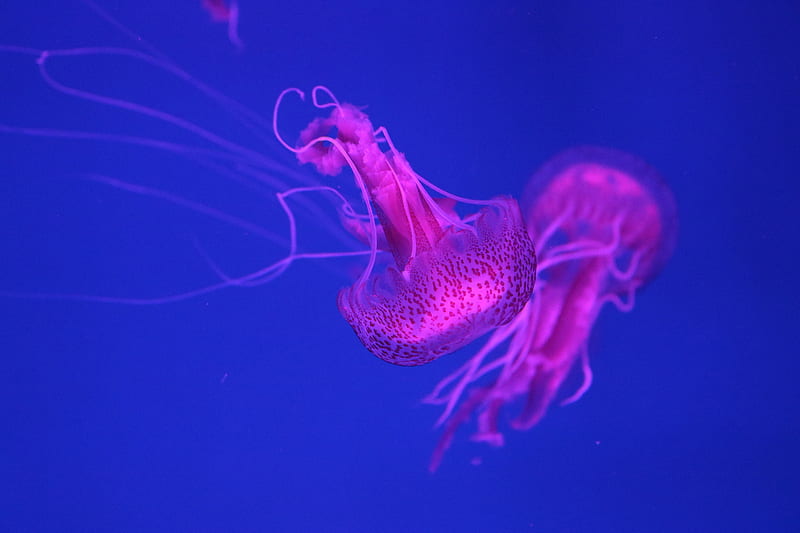 Jellyfish, jellyfish, underwater, HD wallpaper
