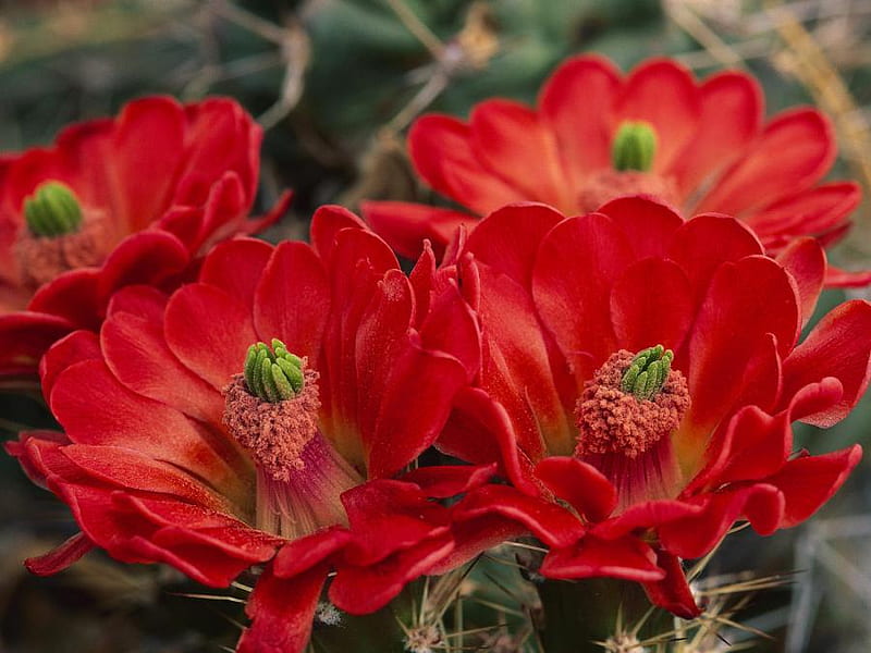 Red Cactus Flower, flower, red, bonito, cactus, HD wallpaper | Peakpx