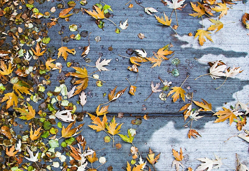Autumn Design, leves, autumn, desenho, colors, leaf, HD wallpaper