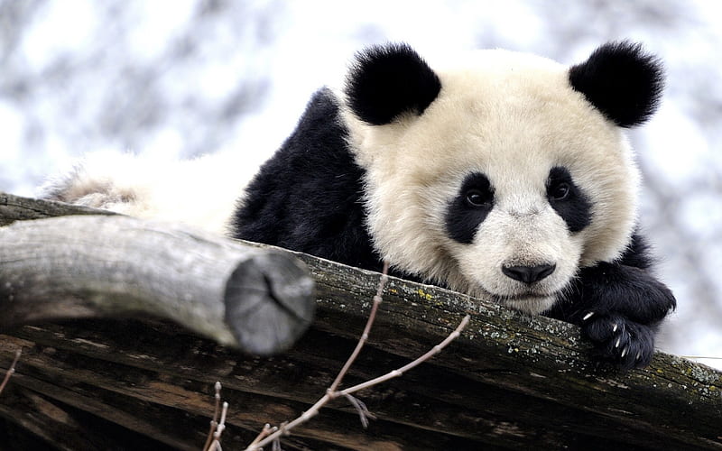cute panda, panda, bear, snow, log, HD wallpaper