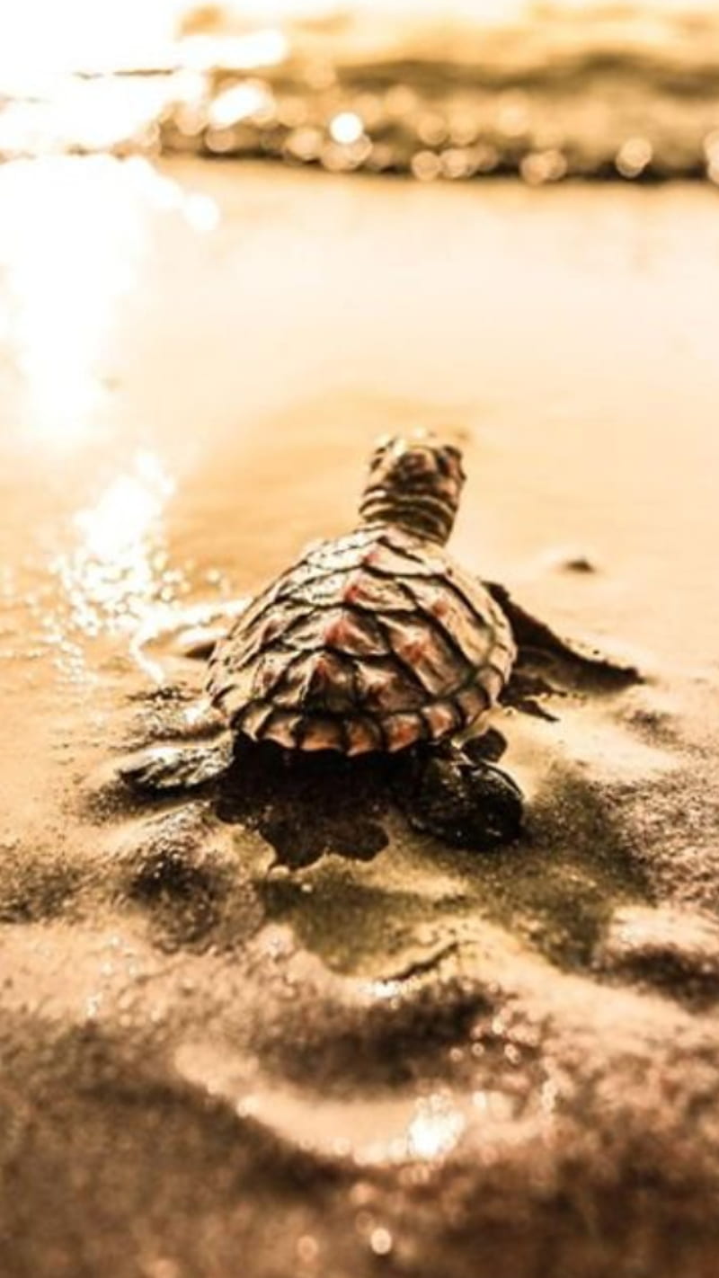 Sea Turtle Live Wallpaper - free download