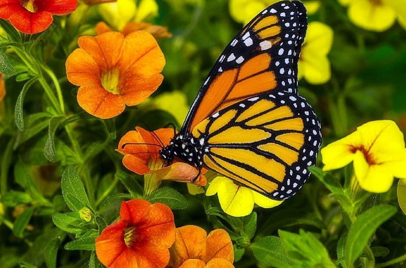 ..Monarch Resting.., lovely still life, flowers, love four seasons, nature, butterflies, butterfly designs, animals, HD wallpaper