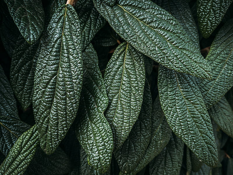 leaves, plant, macro, green, surface, HD wallpaper