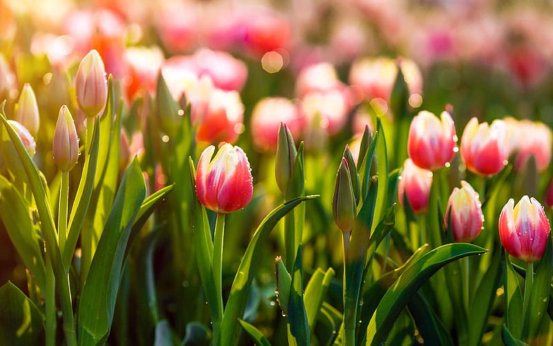 pink tulips field, morning, macro, dew, pink flowers, tulips, pink tulips, summer, HD wallpaper
