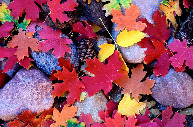 Leaves, cool, collage, fun, abstract, HD wallpaper | Peakpx