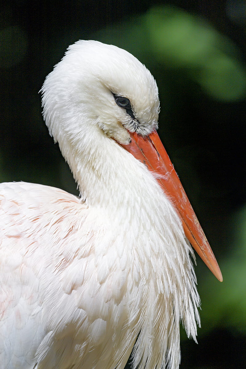 stork, bird, beak, feathers, HD phone wallpaper