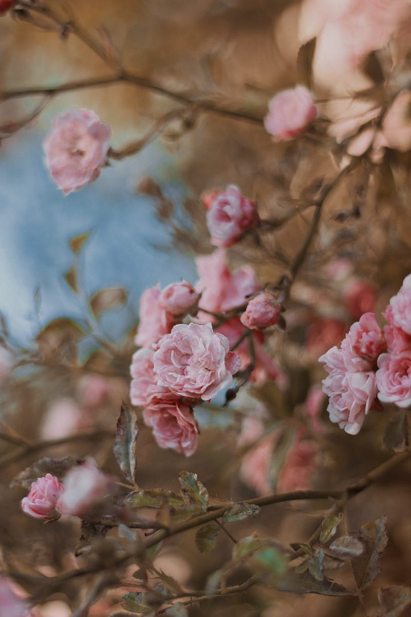 roses, flowers, bush, bloom, tender, HD phone wallpaper
