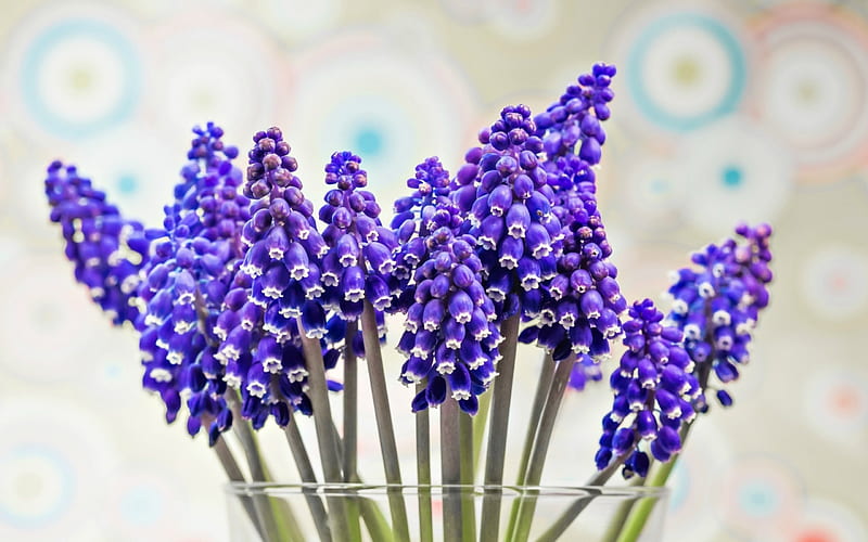 Hyacinths, glass, purple, flower, vase, spring, white, grape hyacinth, HD wallpaper