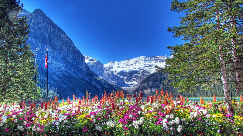 Landscape View White Covered Mountains Under Blue Sky And Closeup View Of Colorful Flowers Plants Nature, HD wallpaper