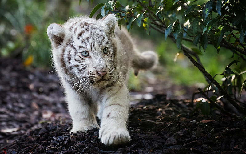Bengal tiger, cute animals, cub, Panthera tigris tigris, Indian tiger, predators, HD wallpaper