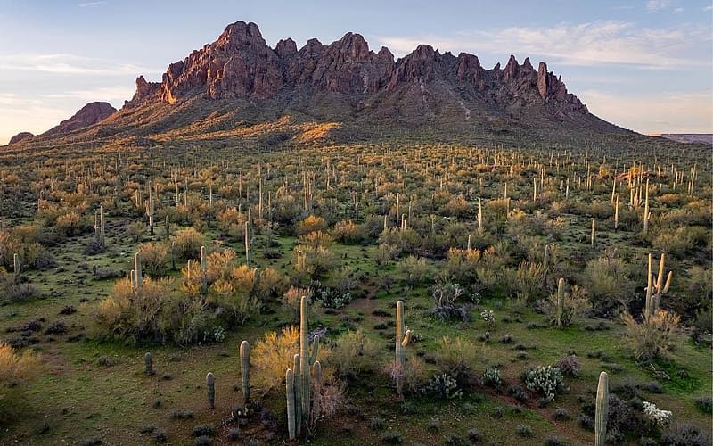 Ragged Top mountain and saguaro cacti, Ironwood Forest National Monument, Arizona, desert, rocks, clouds, usa, plants, sky, HD wallpaper
