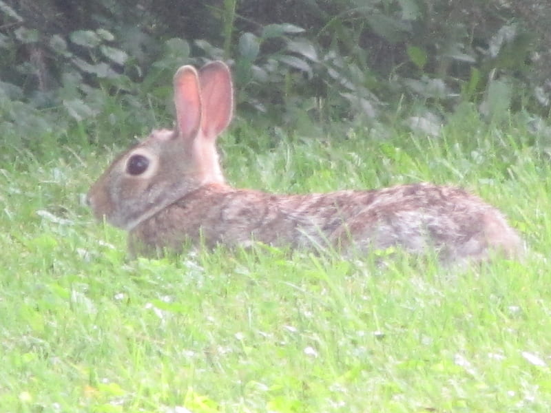 Back Yard Bunny, rabbit, bunny, HD wallpaper