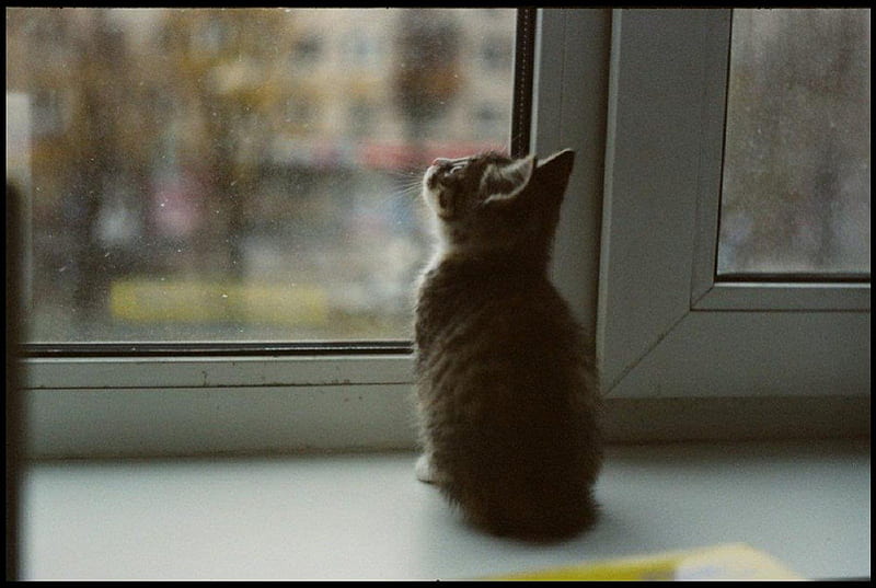 watching rain, rain, window, cat, animals, HD wallpaper