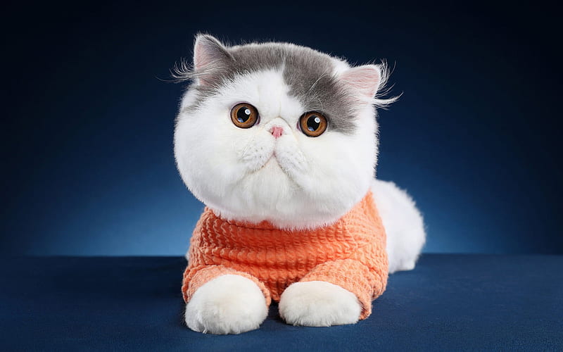 british shorthair cat, funny cat, cute animals, bokeh, pets, British Shorthair, cats, domestic cat, HD wallpaper