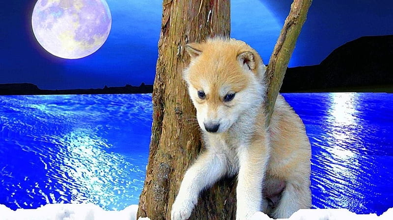 Baby Wolf For Wolf .pro, Cute Baby Wolves, HD wallpaper