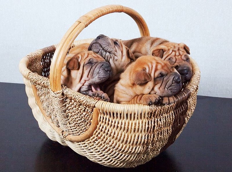 Basket of wrinkles, shar pei, puppies, basket, sleeping, wrinkled, HD wallpaper