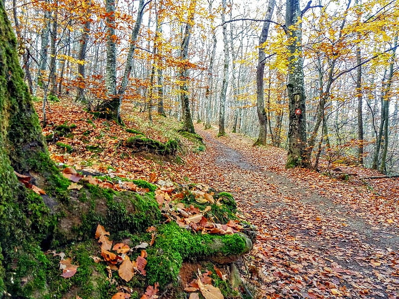 Trees in autumn forest, Forests, Kosovo, Trees, Autumn, HD wallpaper ...