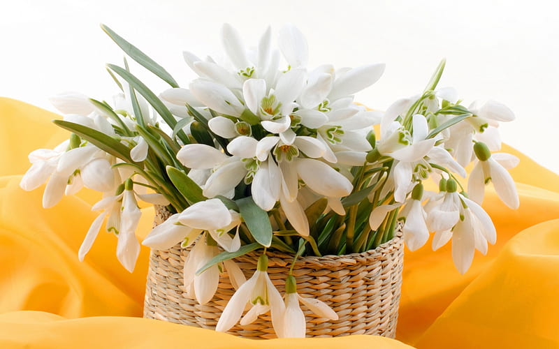 White flowers - primulas, shopping, cart, White, flowers, primulas, HD wallpaper