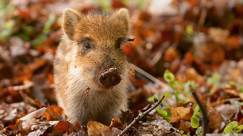 wild boar piglet in the netherlands, boar, pig, piglet, wild, HD wallpaper