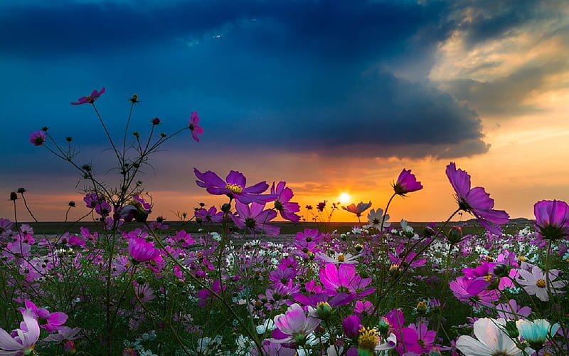 Cosmo Dreams, flowers, sun, cosmos, field, clouds, HD wallpaper