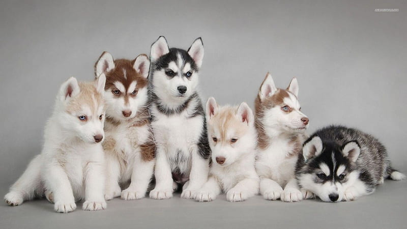 Siberian husky puppies, Has a double coat of fur, Imported into US and canada as sled dogs but became family pets, Working dog breed, Spitz genetic family, HD wallpaper