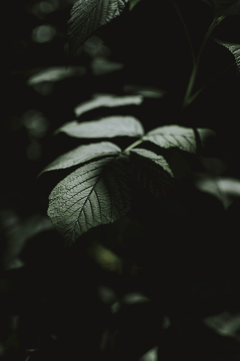 leaf, macro, veins, bush, HD phone wallpaper