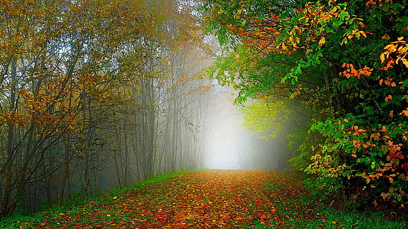 Red Green Yellow Autumn Leaves Trees Mist Forest Background Autumn, HD ...