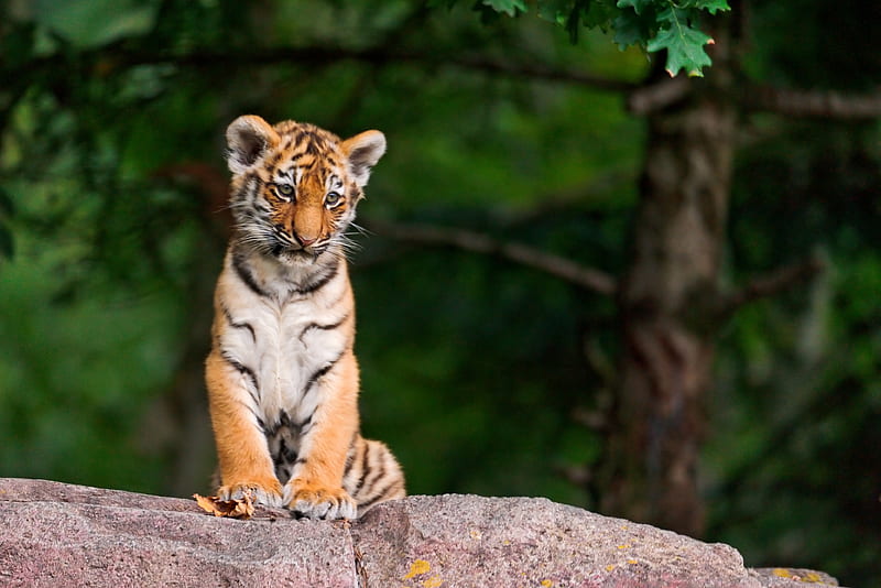 Tiger cub, cute, green, paw, cub, tiger, tigru, baby, animal, HD wallpaper