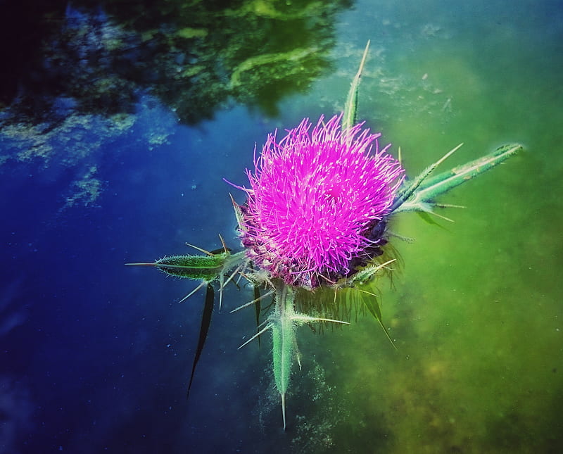 Thistle and the word, flower, nature, pink, world, HD wallpaper