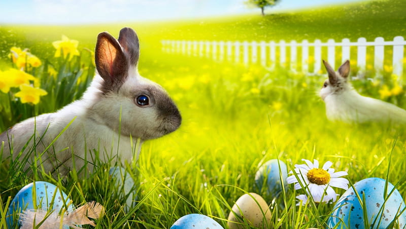 Easter Bunnies, fence, rabbit, grass, holiday, daffodils, Easter, tree, feather, eggs, rabbits, flowers, bunny, Spring, bunnies, hill, daisy, HD wallpaper