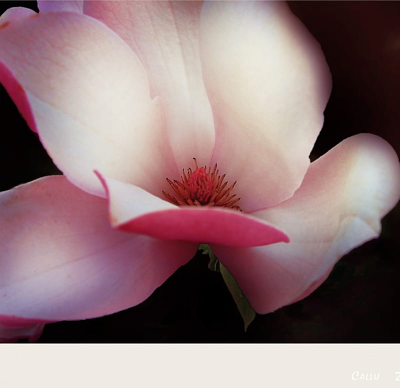 suavidad de magnolia *, bonito, colorido, bonito, adorable, fragancia,  dulce, Fondo de pantalla HD | Peakpx