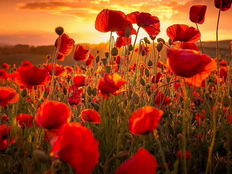 Sunset Over the Poppies Field, sunset, nature, poppies, field, HD ...