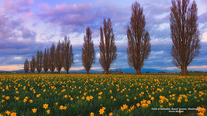 Daffodil Field, Daffodil, Field, United States, Washington, HD wallpaper