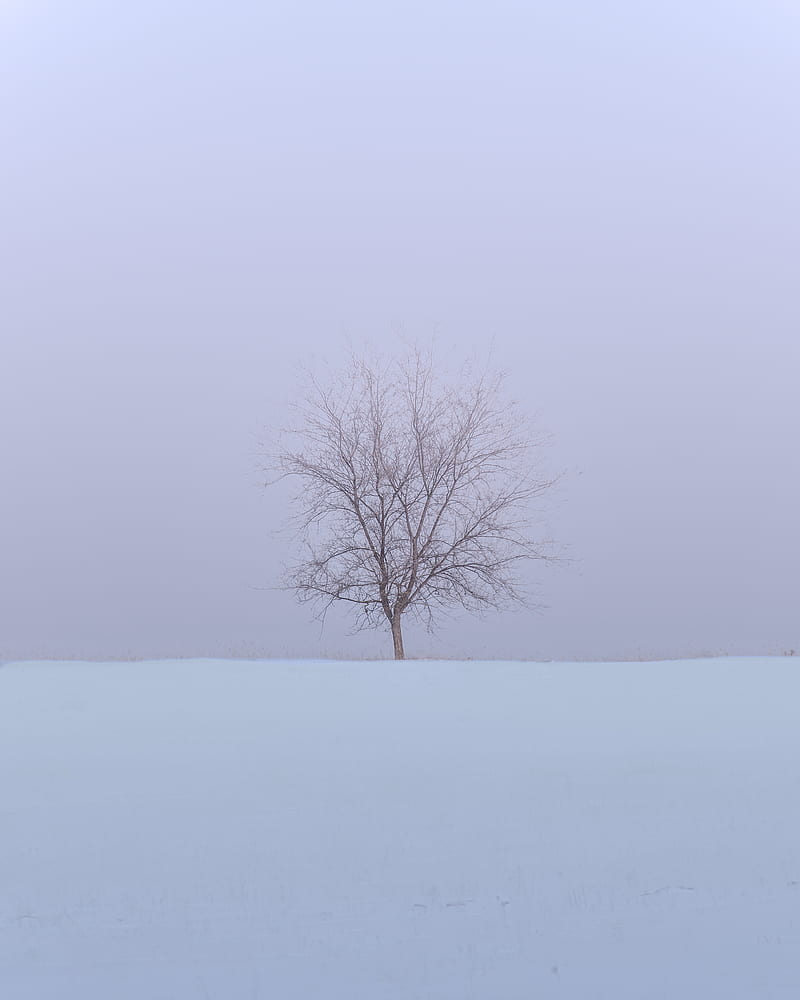 tree, snow, field, winter, minimalism, nature, HD phone wallpaper