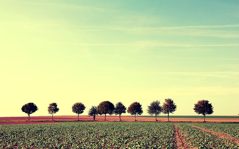 Lined up-Small fresh landscape, HD wallpaper