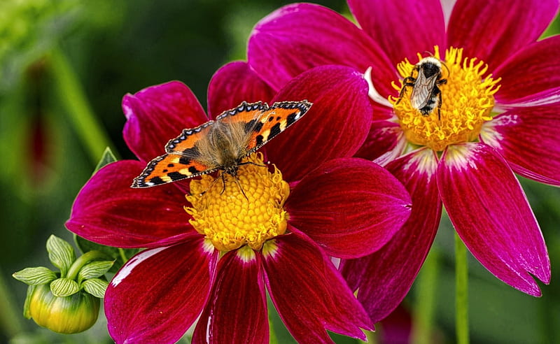 Buitterfly on flower, pretty, lovely, grass, bonito, park, animal, nice, butterfly, summer, flower, garden, HD wallpaper