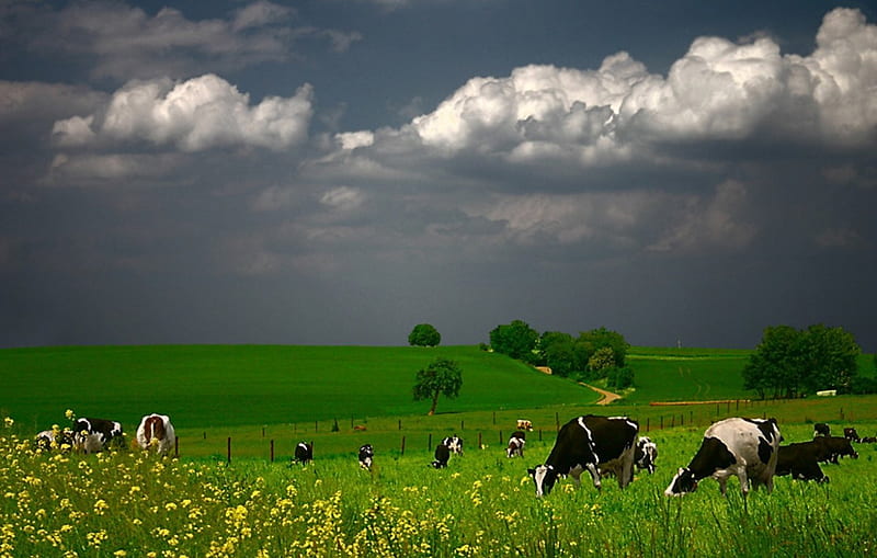 Green pastures, cloud, green, cows, pastures, HD wallpaper