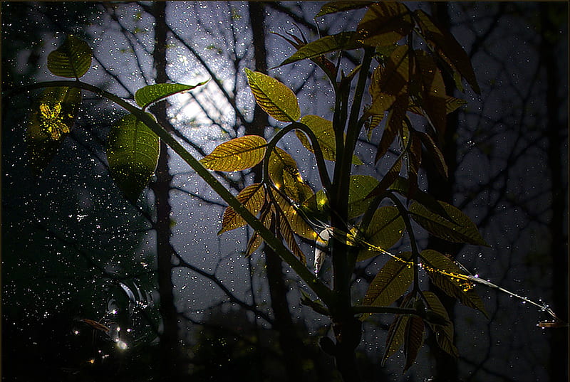 Leaves in the Moonlight, moonlight, forest, leaves, wet, HD wallpaper ...