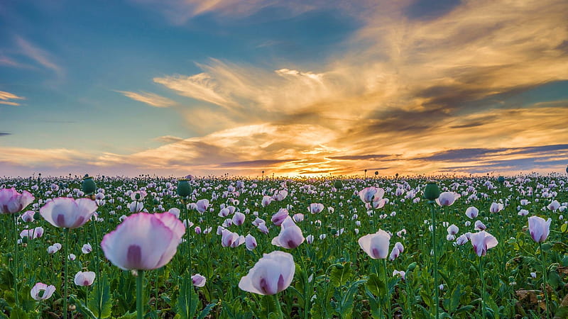White Poppies in Field, sunset, blossoms, plants, landscape, clouds, sky, flowers, HD wallpaper