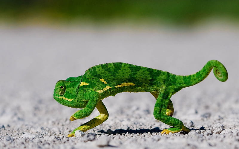 chameleon-Animal World Series, HD wallpaper