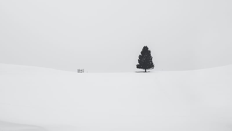 Tree Snow , tree, snow, nature, graphy, HD wallpaper
