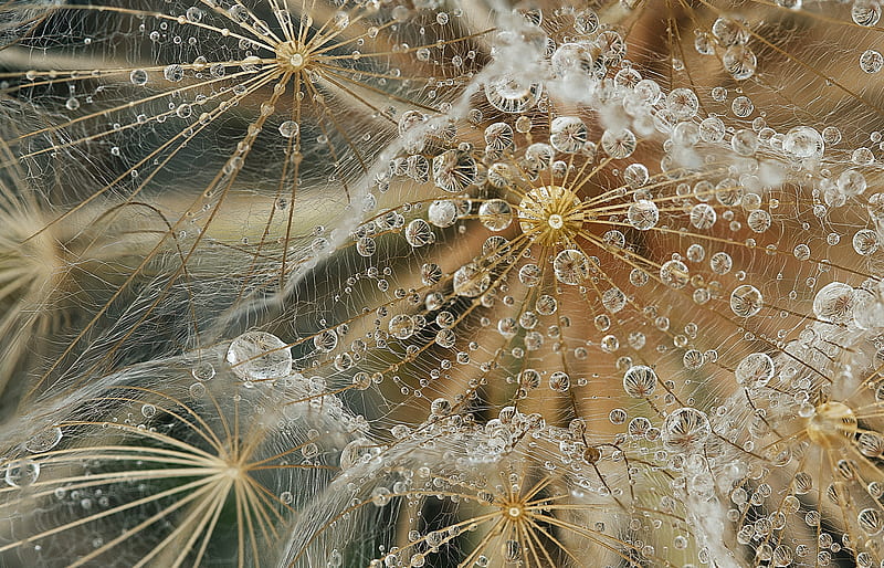 Dandelion seeds and water bubbles, seed, dandelion, bubble, water, macro, texture, skin, HD wallpaper