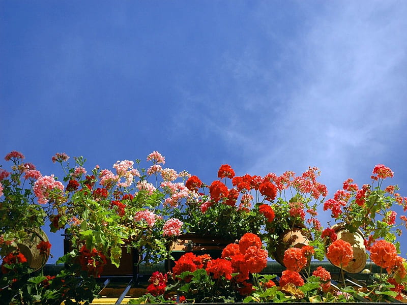 cielo de mayo, colors, flowers, sky, HD wallpaper