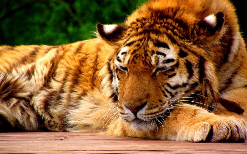 ROYAL SLEEP, siberian, tiger, sleep, cat, HD wallpaper
